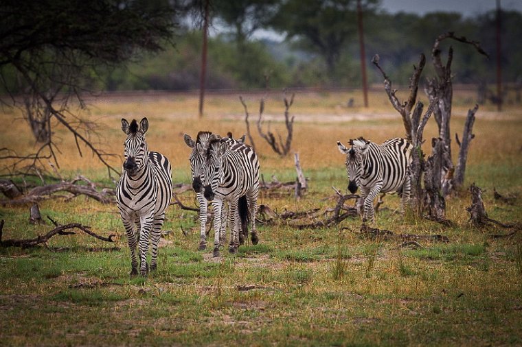 077 Zimbabwe, Hwange NP, zebra's.jpg
